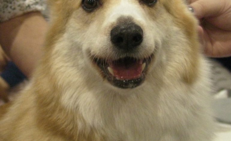 Meet The Breeds!
