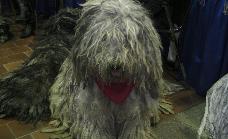 Meet The Breeds- Westminster Kennel Club Weekend Starts.