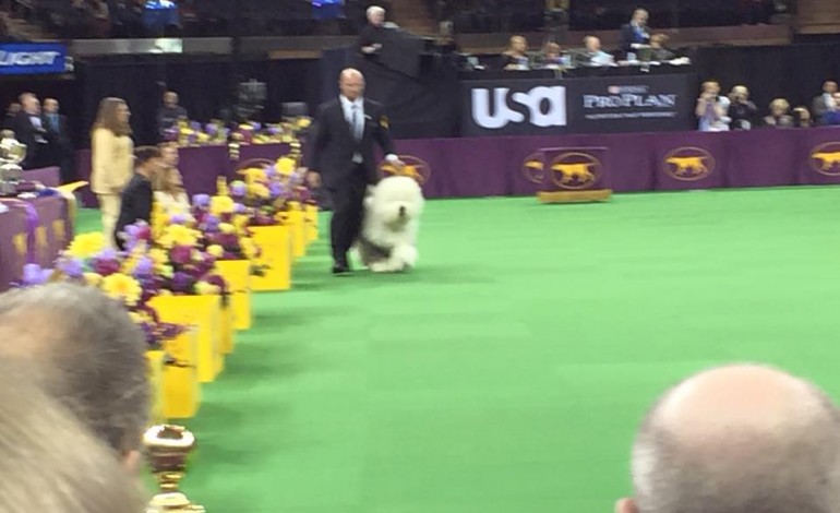 Westminster Dog Show Photos Posting Live. Photos by Dana Humphrey!