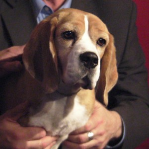 WINNER OF WESTMINSTER KENNEL CLUB DOG SHOW VOGUES AT SARDI'S.