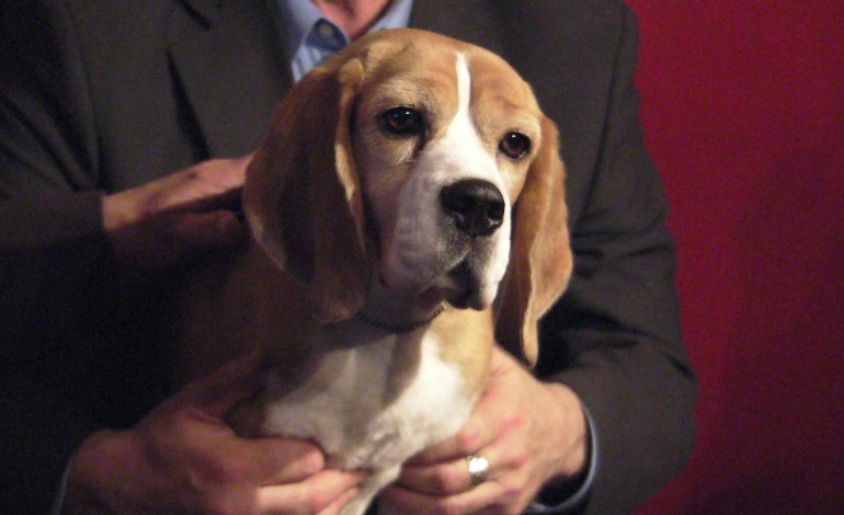 WINNER OF WESTMINSTER KENNEL CLUB DOG SHOW VOGUES AT SARDI'S.