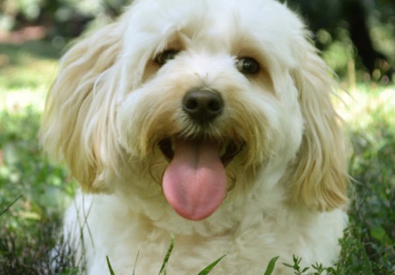 ALFIE THE MALTIPOO IS THE FACE OF SYLVIA.