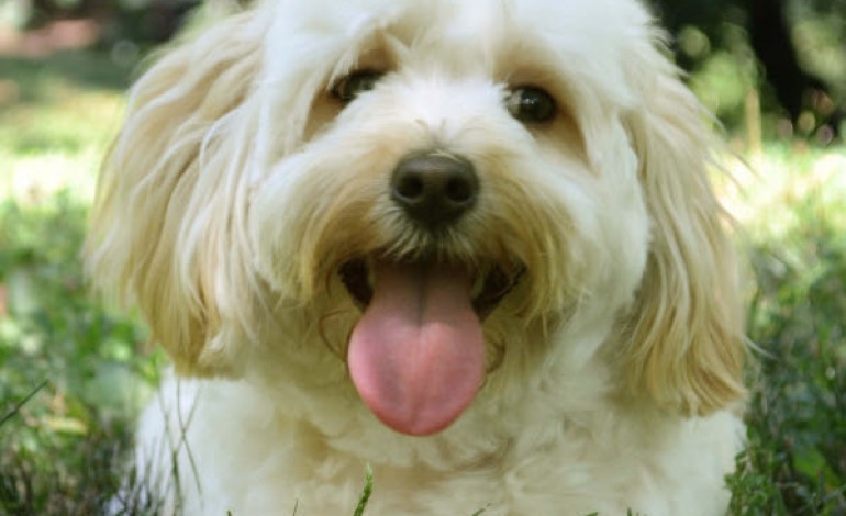 ALFIE THE MALTIPOO IS THE FACE OF SYLVIA.