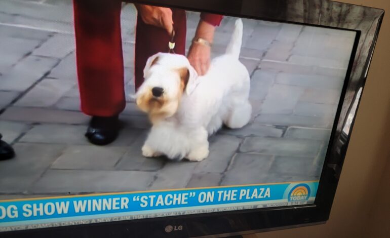 Best In Show: Stache!